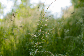 green grass in the morning
