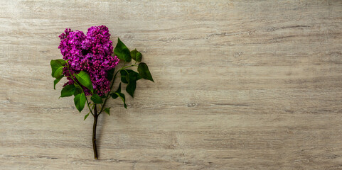Purple spring lilac flowers - obrazy, fototapety, plakaty