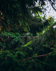 A young little bird sits on a branch. Green Christmas tree on which sits a tit bird. Yellow tit on a green pine branch.
