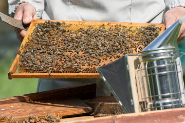 The beekeeper inspects the hive in the apiary. The honey frame is full of bees and honey.