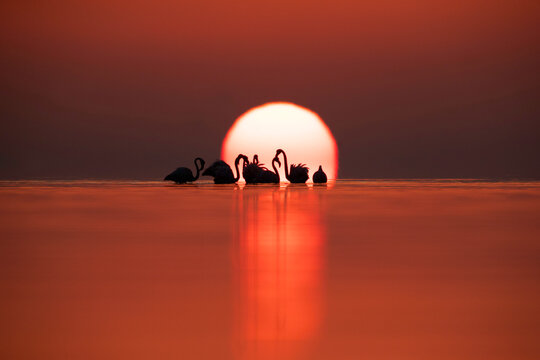 Greater Flamingos and dramatic sunrise Asker coast, Bahrain © Dr Ajay Kumar Singh
