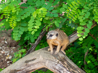 Erdmännchen auf einem Baumstamm