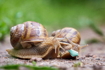 Two Snails, one with a mask and one without