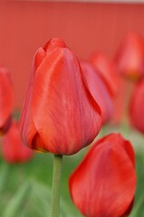 red tulip on a green