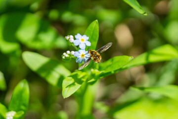 Bee Fly Feeding on Forget Me Not Flowers