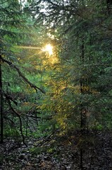 summer forest in the morning