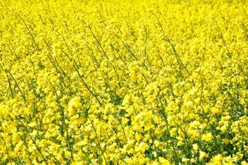 field of yellow flowers