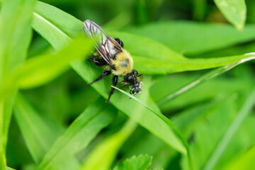 Bee Like Robber Fly With Prey in Spring