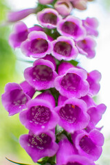 purple and white flowers