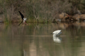 Black-winged Stilt charging a egret for protecting its chicks at Buhair lake, Bahrain
