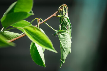 Weevil beetle weaves eggs from a pear leaf