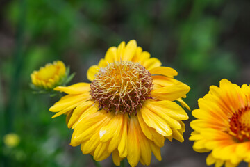 Blanket Flower in Bloom in Springtime