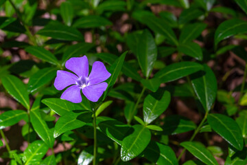 periwinkle. Periwinkle small, ordinary periwinkle, flowering plant, creeping blue flowers, green leaves