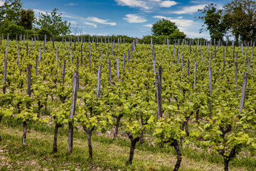 Fototapeta na wymiar Vue d'un vignoble en été à Chinon en Indre et Loire. Vigne de Touraine