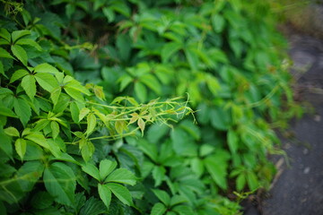 Fresh green leaves of wild grapes grow in the garden.
