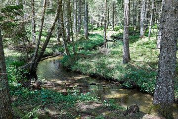 brook green wood landscape