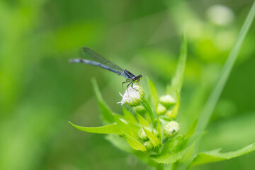 Eastern Forktail Damselfly in Springtime