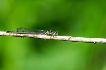Eastern Forktail Damselfly in Springtime