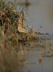 Little Bittern fishing at Asker marsh, Bahrain