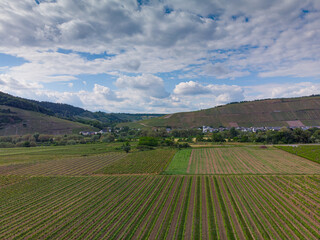 Fototapeta premium With the bike on the cycle path through the countryside along the river Moselle in Rhineland-Palatinate from Trier to Koblenz in summer