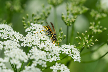 European Paper Wasp on Ground Elder Flower