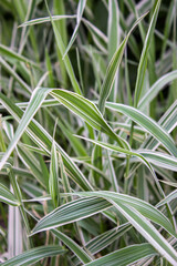 Grass green and white beautiful background