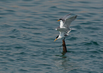 Lesser Crested Terns mating at Busaiteen coast, Bahrain