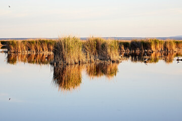 water reflection light reed evening scenery 