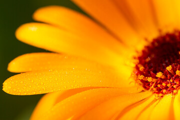 Beautiful macro photography