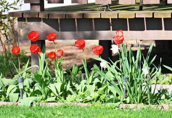 Tulips by the Deck