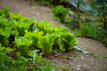 Lattuga orto casalingo 