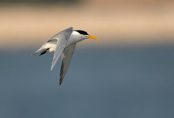 Lesser Crested Tern in flight at Busaiteen coast, Bahrain