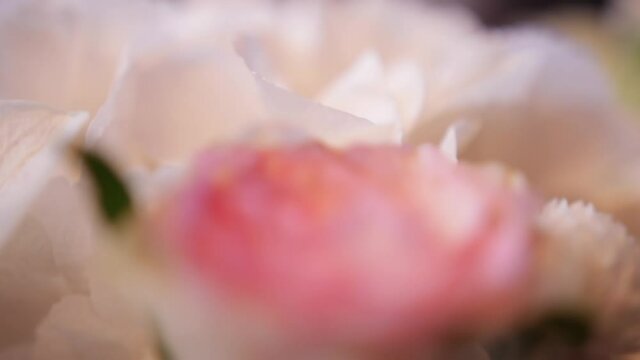 White hydrangeas and pastel pink eustomas with green leaves in soft daylight, close-up. Fresh flowers with tender petals in romantic atmosphere. Bouquet composition for wedding or valentines day.
