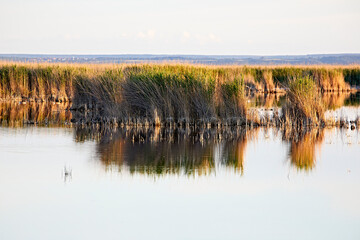 water reflection light reed evening scenery 