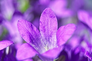 Piękny fioletowy kwiat w pełnym rozkwicie. - obrazy, fototapety, plakaty