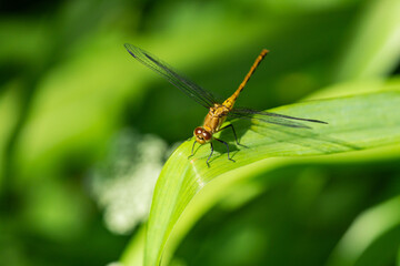 Meadowhawk Dragonfly in Springtime