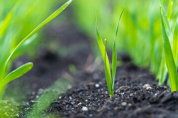 Agriculture plant seedling growing step concept in garden and sunlight. New life or start or beginning concept