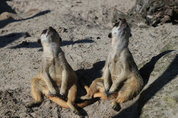 Meerkats or suricates (Suricata suricatta) sitting on the ground in a zoo and watch the sky on a sunny day. Surykatki to małe ssaki ryjące, żyjące w dużych podziemnych sieciach on african deserts