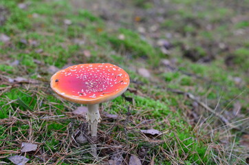 Muchomor © Anna