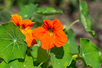Nasturtium Flowers in Bloom in Springtime