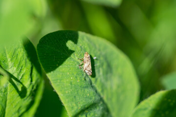 Meadow Spittlebug on Leaf in Springtime