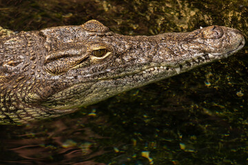 Portrait of a Nile Crocodile (Crocodylinae family), large semiaquatic reptiles from Africa