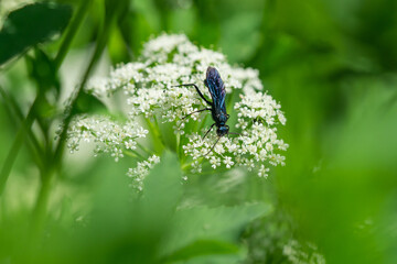 Nearctic Blue Mud Dauber Wasp in Springtime