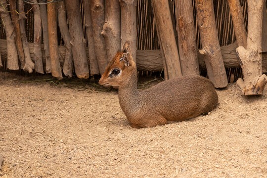 Қалмақ әйелдерінің сексуалды суреттері