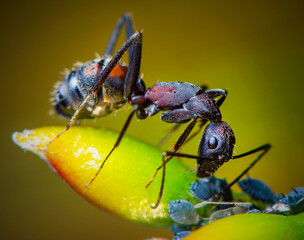 Beautiful Macro Photography
