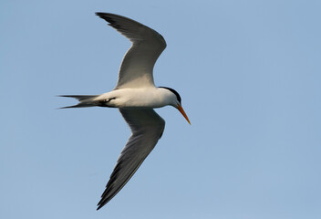 Fototapeta na wymiar Lesser Crested Tern in flight at Busaiteen coast, Bahrain