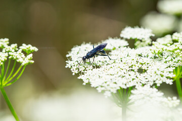 Nearctic Blue Mud Dauber Wasp in Springtime