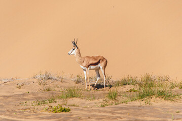 Naklejka premium Springbok on sand dunes in Sandwich Harbour