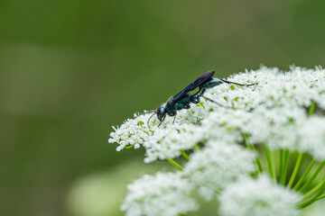 Nearctic Blue Mud Dauber Wasp in Springtime