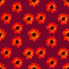 Seamless pattern of asters on crimson background. Seamless floral pattern of gouache paints. Beautiful original pattern for design and decoration